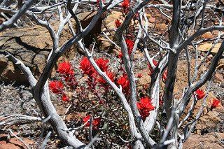 Image of a plant surviving after a bushfire