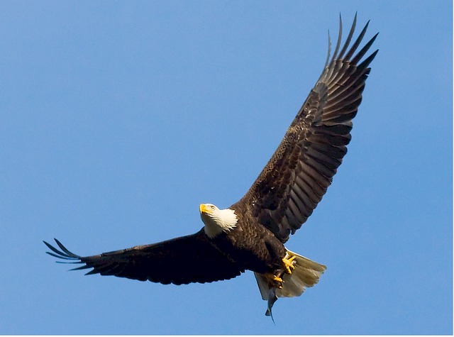 An Eagles Perspective: An image of an eagle for a post by Spirit Yoga by Martine Ford