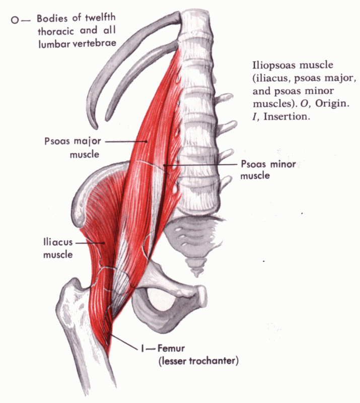 Image of the Psoas Muscle for Spirit Yoga educational info