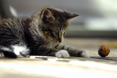 cute kitten playing with a walnut by digidreamgrafix of FreeDigitalPhotos.net